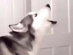 Furry Gay XXX 1
